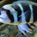 Frontosa Ciklet