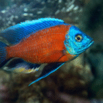 Borleyi Kadango Ciklet