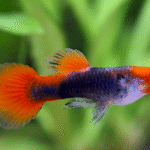 Red Tuxedo Koi Lepistes