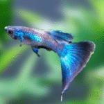 Moscow Blue Lepistes