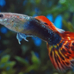 Dragon Head Lepistes