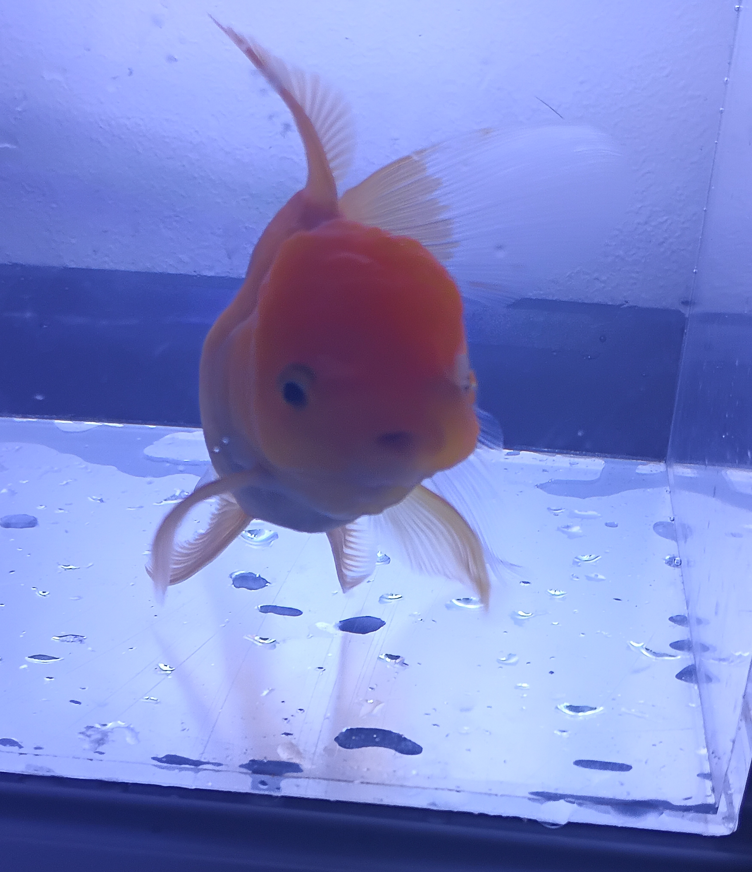 Kırmızı Oranda – 10/11CM