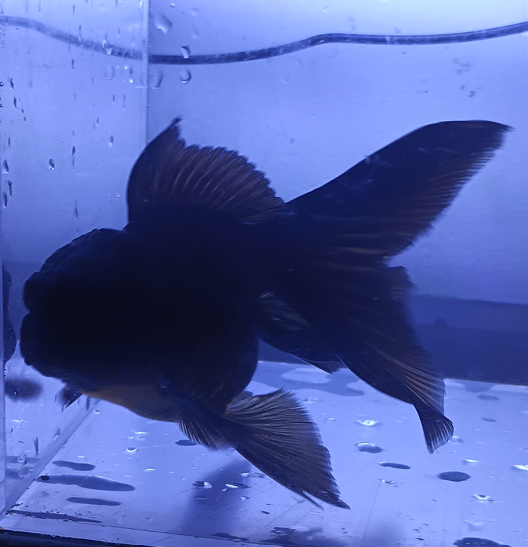 Siyah Oranda – Erkek – 9 CM