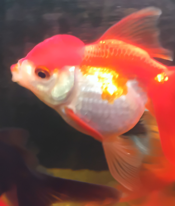 Red Cap Oranda – Dişi – 5-6 CM